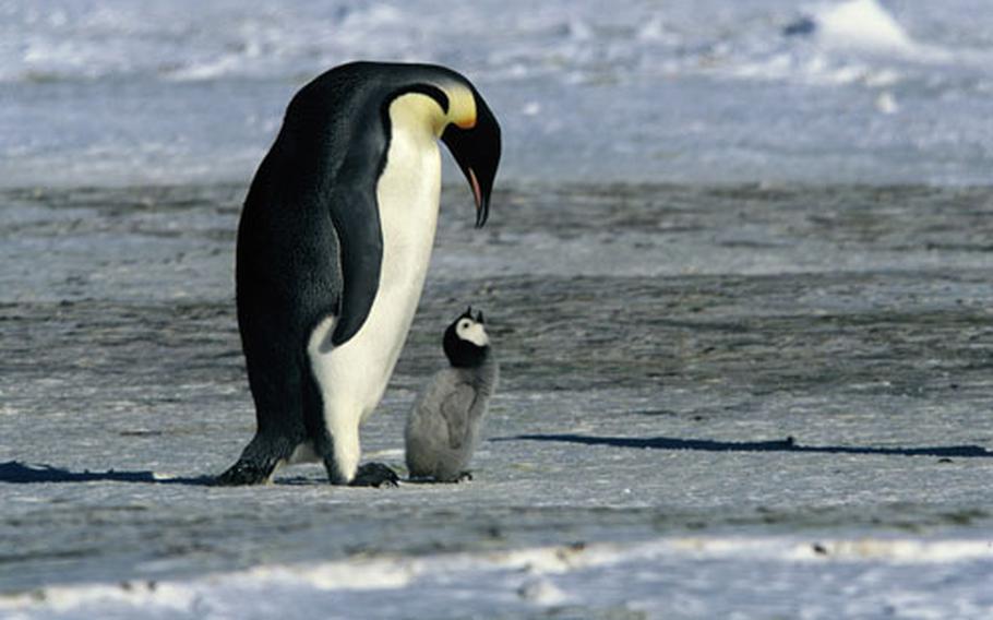 See the incredible journey emperor penguins make in “March of the Penguins.”