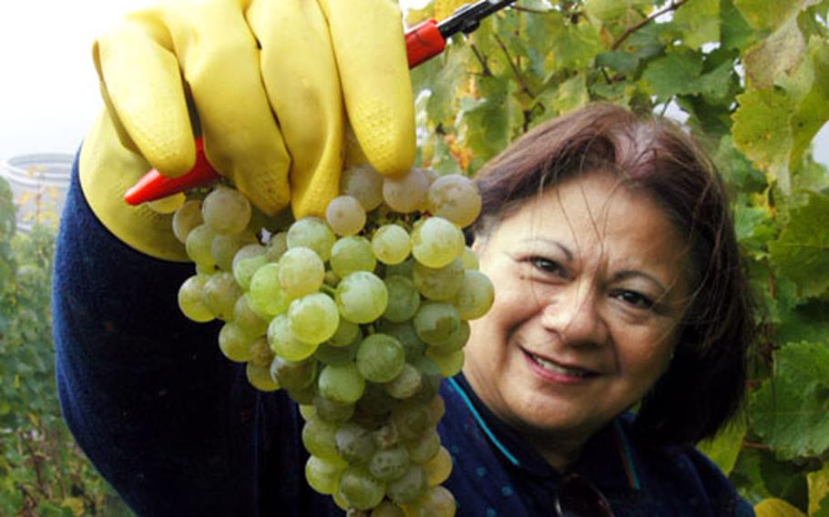 Lu Yanik from Atlanta, Ga., shows the perfect Riesling grapes she just picked at the Händelberg vineyard of vintner Helmut Rappenecker.