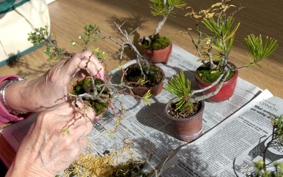 In bonsai, the Japanese art of growing tiny trees in small pots, a plant’s growth is slowed by repeated trimmings of roots, branches and foliage, especially during the vigorous spring growing season. With proper care, some bonsai trees can live for hundreds of years.