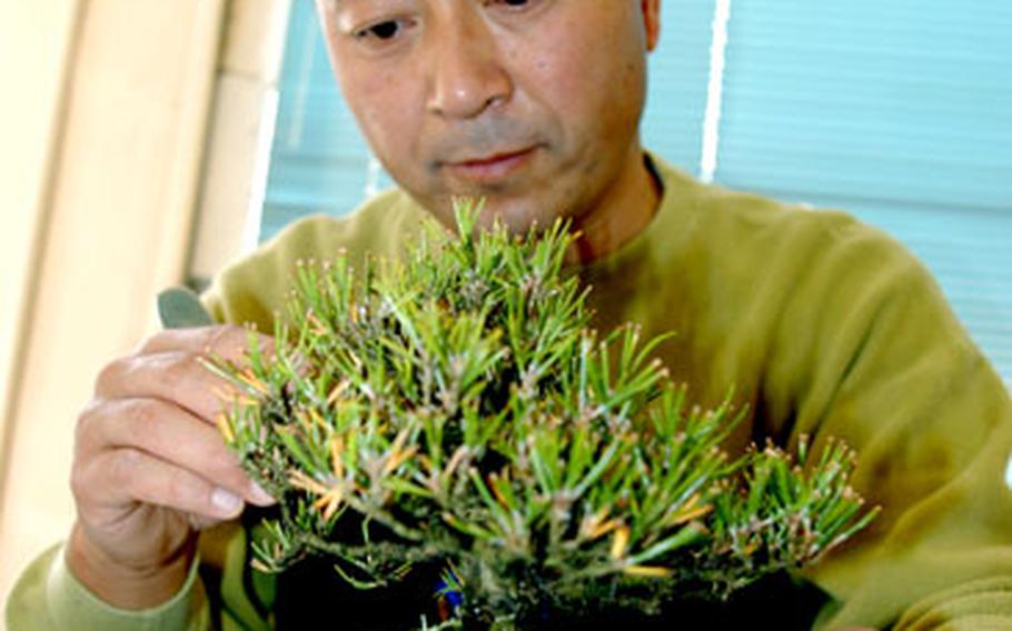 Satoru Yamauchi has taught bonsai at Misawa Air Base, Japan, for about 10 years. He advises his students on everything from pruning techniques to caring for the trees.