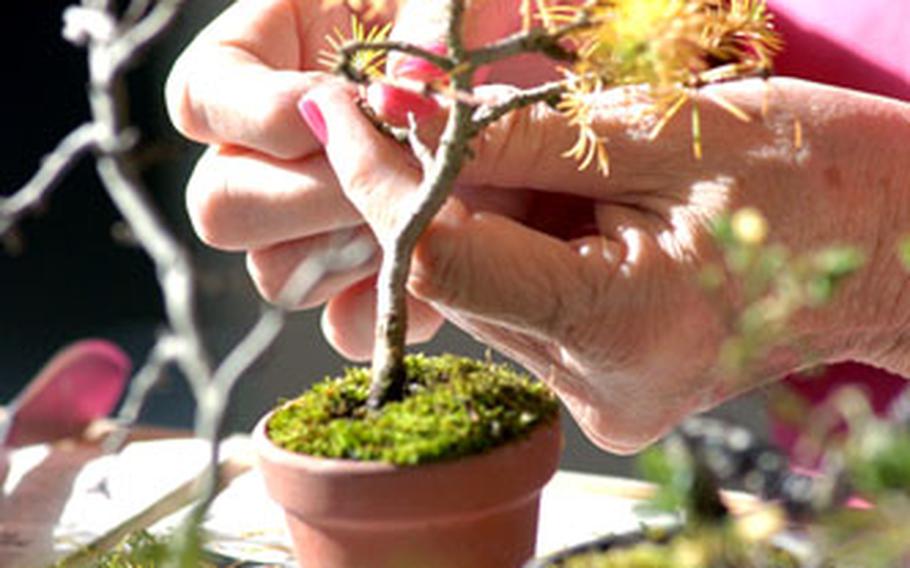 Bonsai trees typically range in height from 2 inches to about three feet.