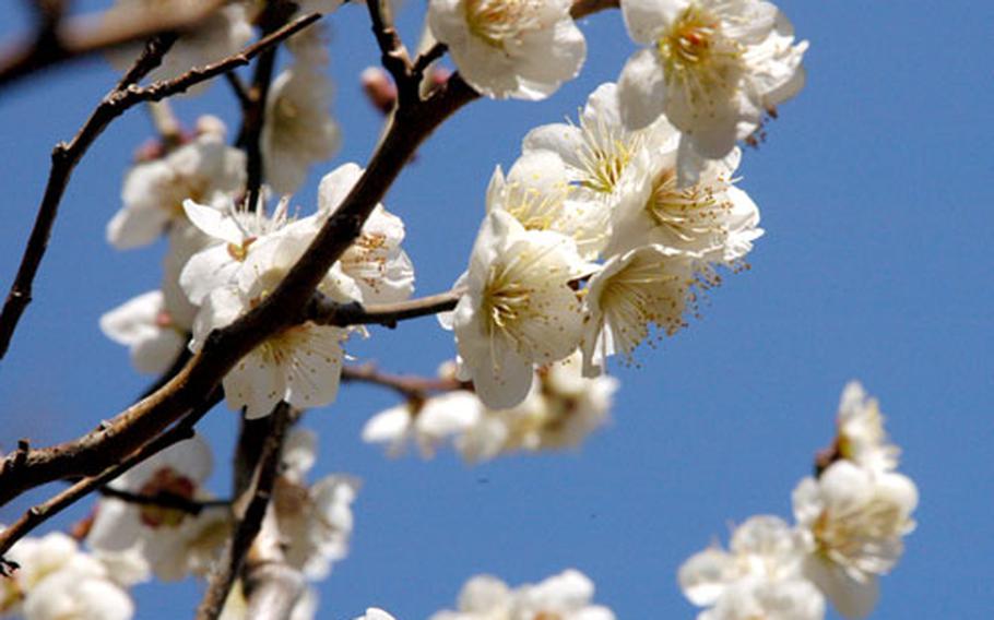 Blooming plum trees were the focus of the March Good Time Trekkers gathering at the Museum of Art and Plum Blosson Garden in Atami.