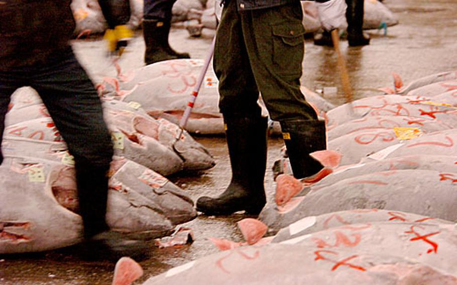 Japanese fishermen drag frozen fish around the warehouse with small hooks.