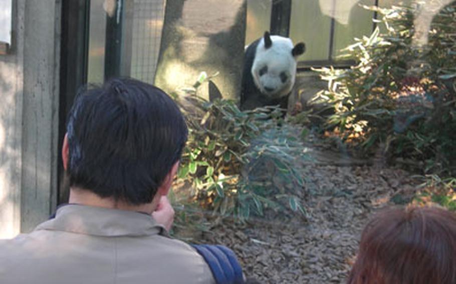 One of the major attractions at Ueno Zoo is the giant panda, Ling Ling.