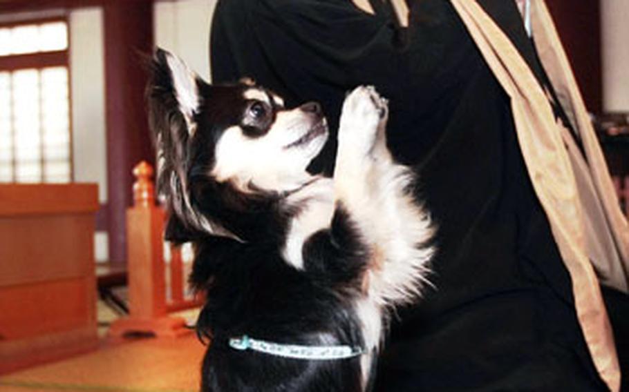 1½-year-old Chihuahua dog Conan prays with his owner and chief priest Joei Yoshikuni during a morning prayer at the Shuri-Kannondo temple last month.