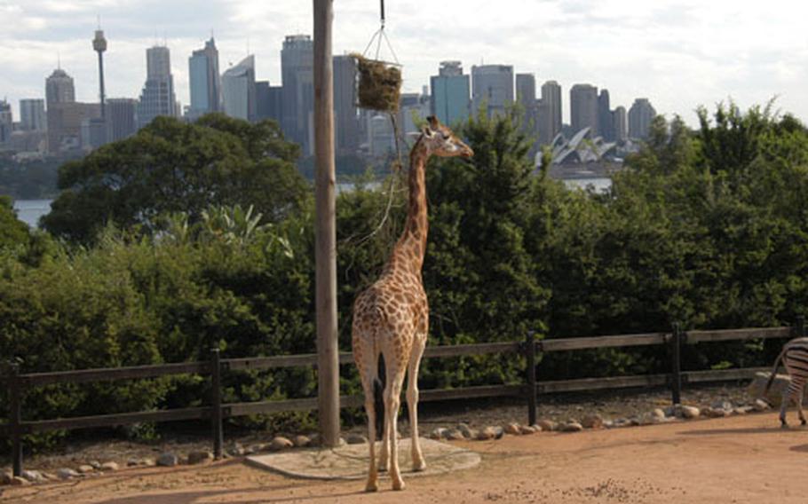 With the city skyline as a backdrop, a giraffe gets a bite to eat at Taronga Zoo.