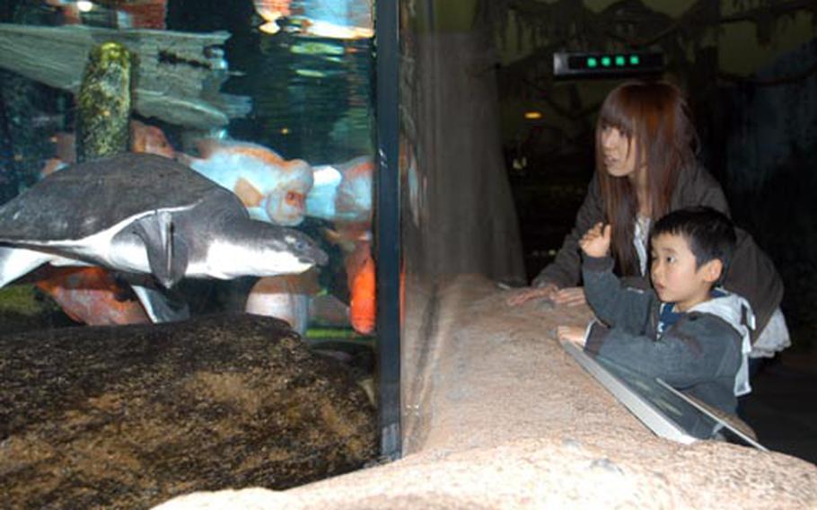 Fish, turtles and people check each other out at Asamushi Aquarium in northern Japani. The aquarium, about 75 minutes by car from Misawa Air Base, is open almost every day of the year.