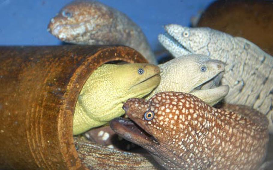 With their mouths agape, moray eels hang out in a rusty container at the Asamushi Aquarium in Aomori, Japan.