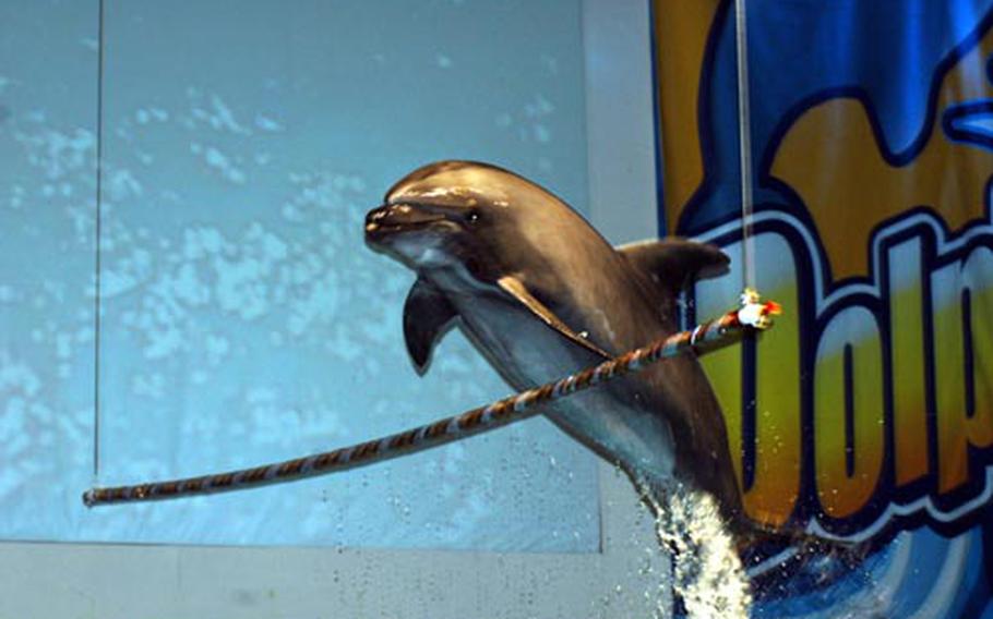 A bottlenose dolphin jumps on command during a dolphin show in April at Asamushi Aquarium in Aomori, Japan.