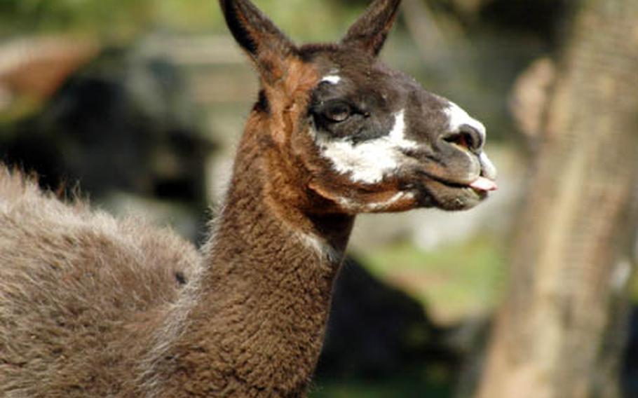 In the herbivorous animal section, visitors can see llamas (above), camels, white rhinoceroses, and giraffes.