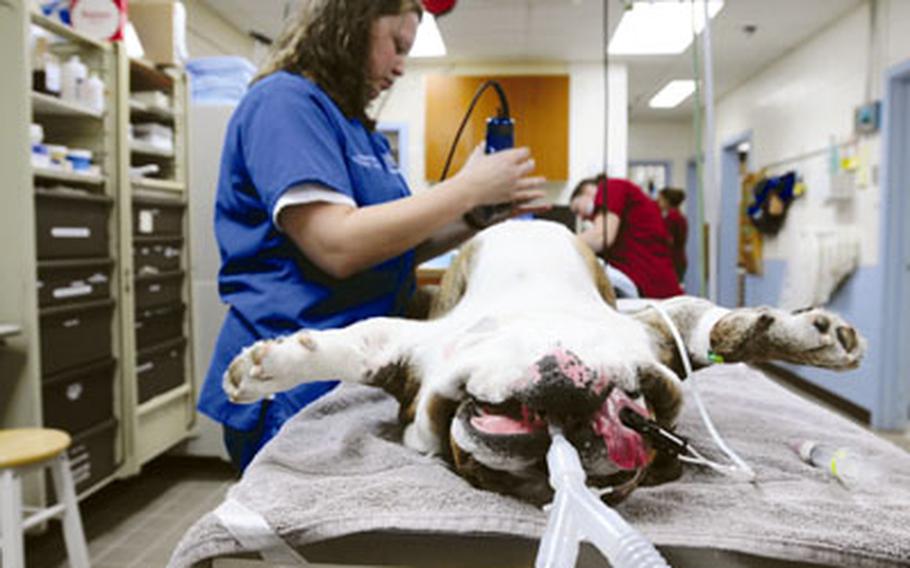 Veterinary technician Joselyn Pool shaves Max, a 6-year-old English Bulldog, in preparation for neutering surgery.