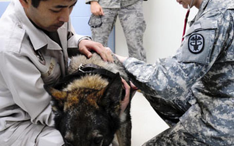 Irano, a 9-year-old German Shepherd and a military working dog, gets checked over by Military Technician Sgt. Emily Aslam, while Irano’s handler, Masafumi Shinjo, keeps a firm hold on him.