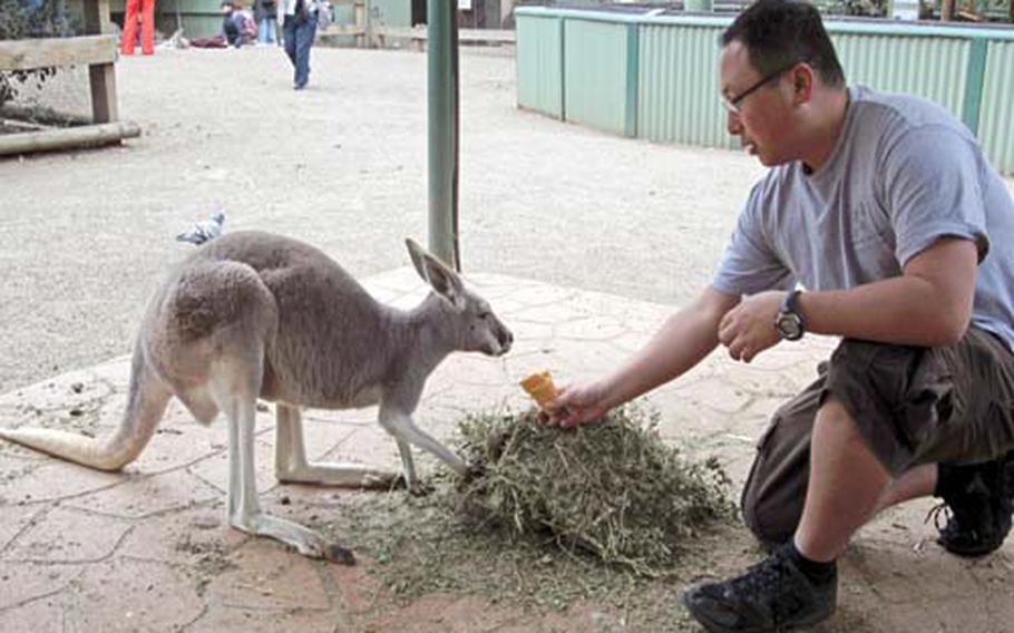 I take a moment to feed some domesticated kangaroos at the Featherdale Wildlife Park on my recent trip to Australia.