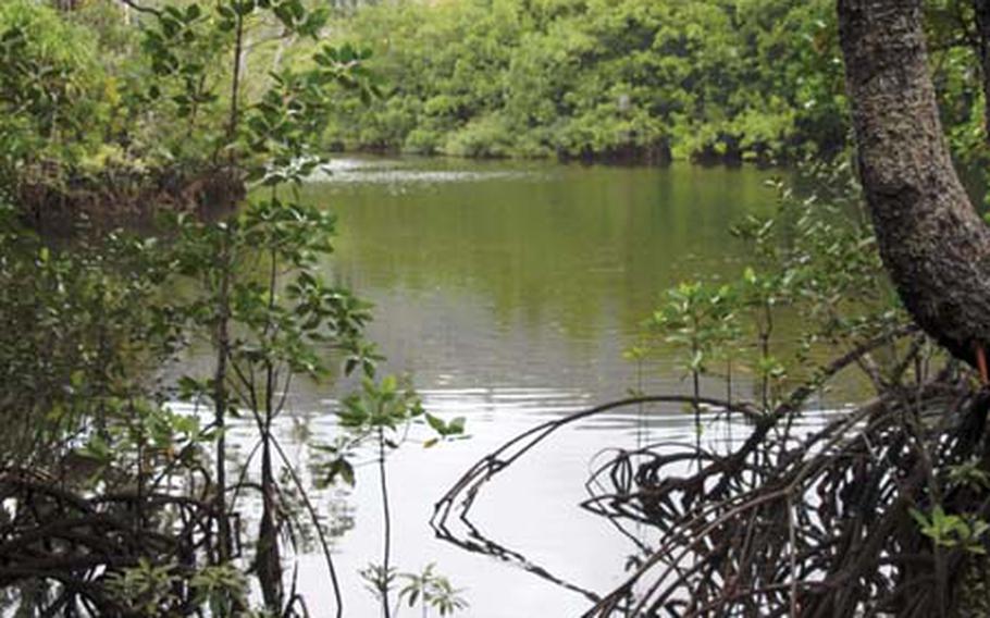 Another site I visited was the Daintree Rainforest and Mossman Gorge. Pictured here is the Daintree Rainforest, rumored to be the oldest existing rainforest in the world, and home to countless rare species of plants and animals.