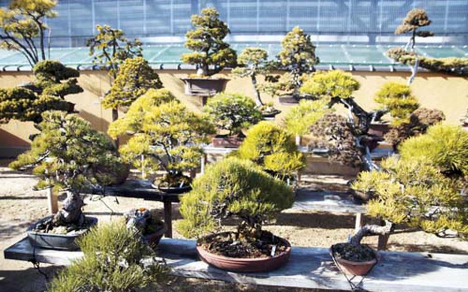 The bonsai village in Saitama is one of the best places to see examples of bonsai.