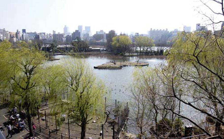Shinobazo Pond, located on the western area of Ueno zoo, houses many birds such as pelicans, ducks and eagles.