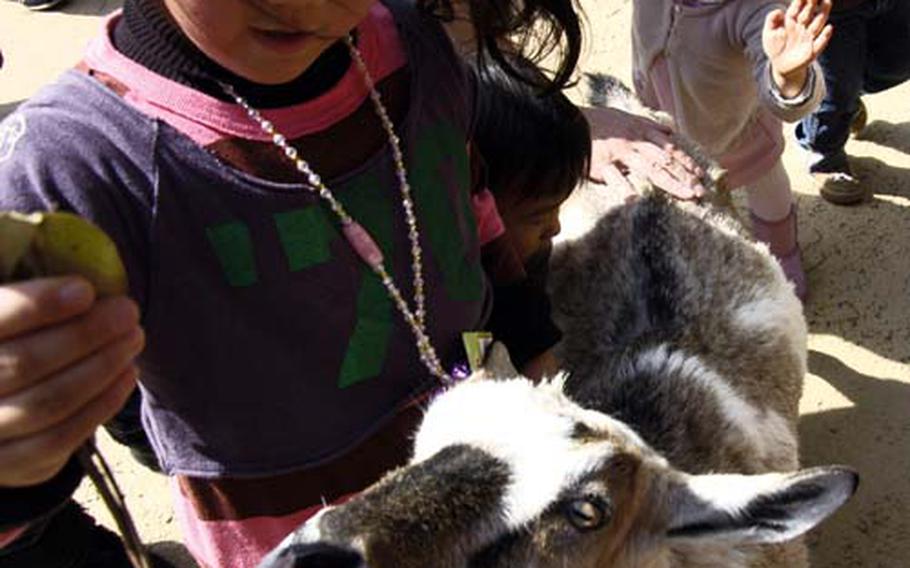 A girl feeds a goat in a petting zoo at Ueno zoo.