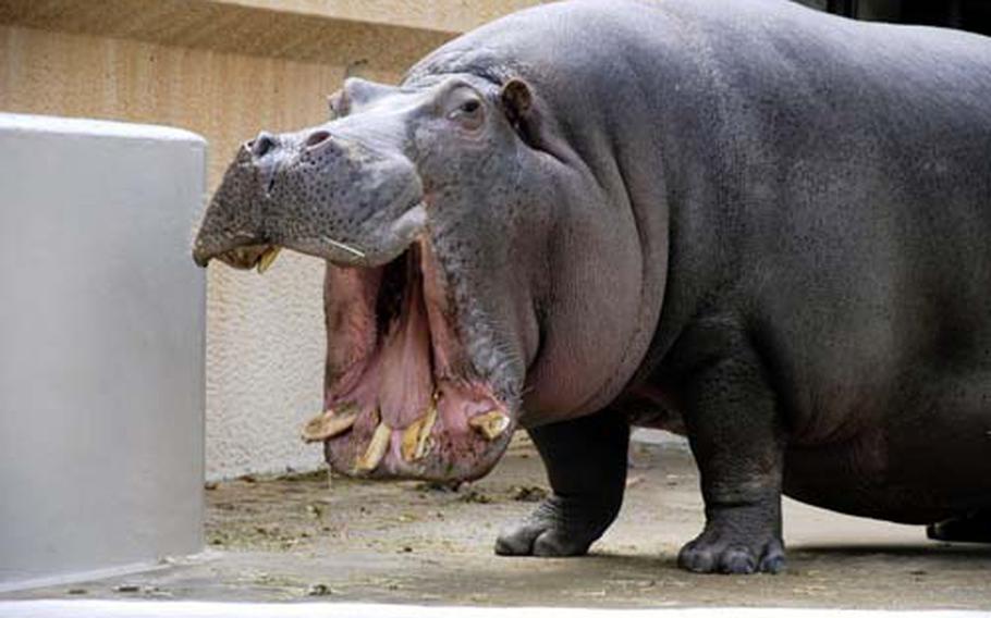 Hippopotamus at Ueno zoo opens its giant mouth.