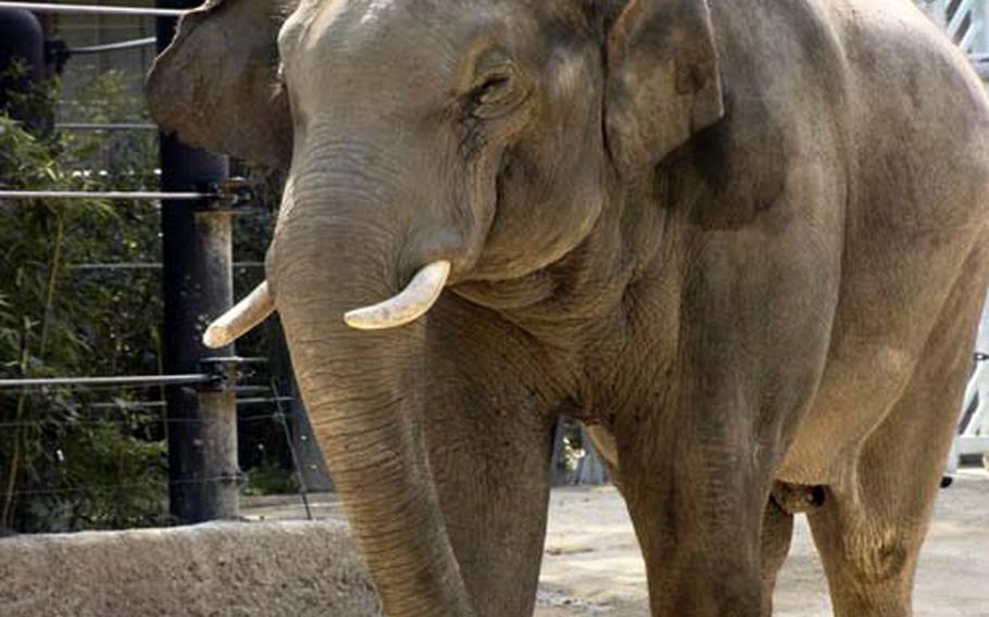 An elephant at the zoo.