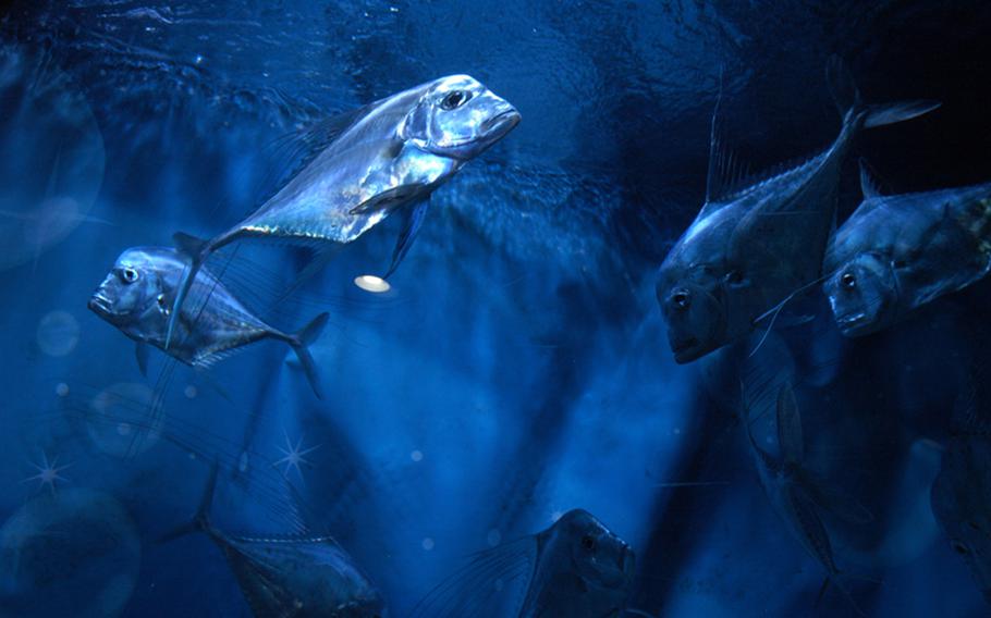 At the Convention and Exhibition Center, or COEX, in Seoul, ciliated threadfish are on display in the Amazon Rain Forest exhibition of the COEX Aquarium in the COEX Mall.