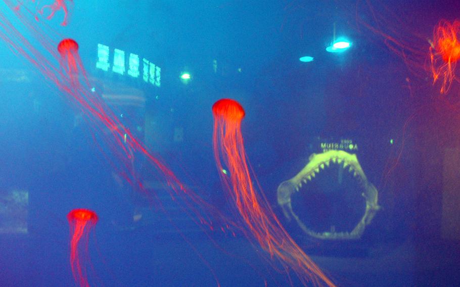 Visitors to he COEX Aquarium will find unusual sea creatures, such as these sea nettles.