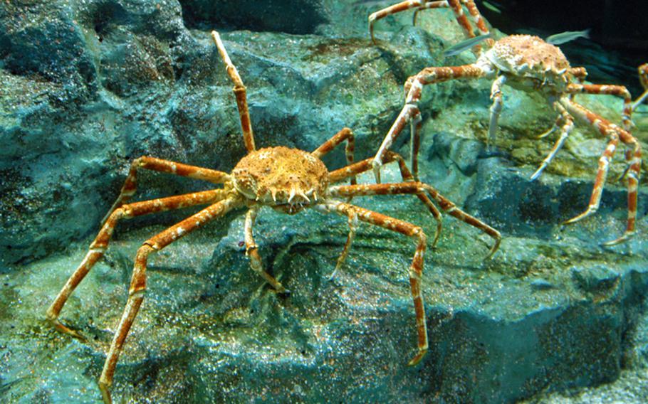 In their natural habitat, Japanese spider crabs feed on shellfish and animal carcasses and can live up to 100 years, according to the COEX Aquarium.