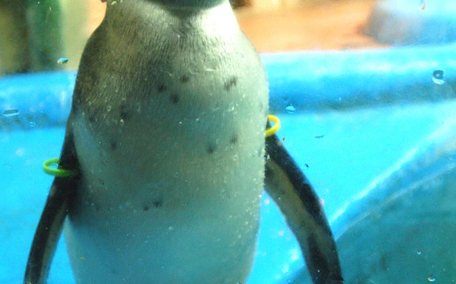 In the COEX Aquarium's penguin playground exhibit, visitors can see penguins feed and play with other marine life.