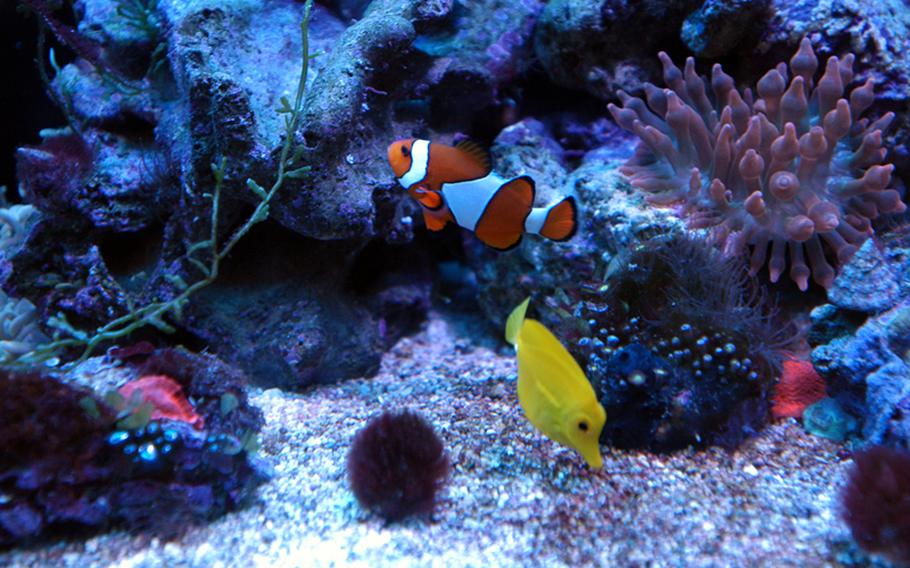 Clownfish, such as this orange-and-white variety, are native to the warmer waters of the Indian and Pacific oceans. Well-known because of Albert Brooks' Marlin in the animated film 'Finding Nemo,' clownfish are popular at the COEX Aquarium.