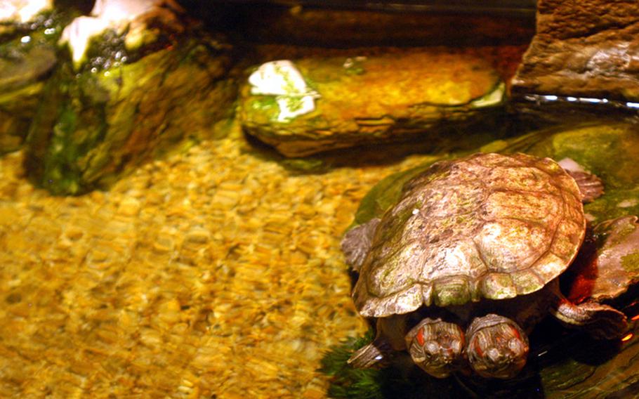 One of the more unusual residents at the COEX Aquarium in Seoul is this two-headed read-eared slider turtle.