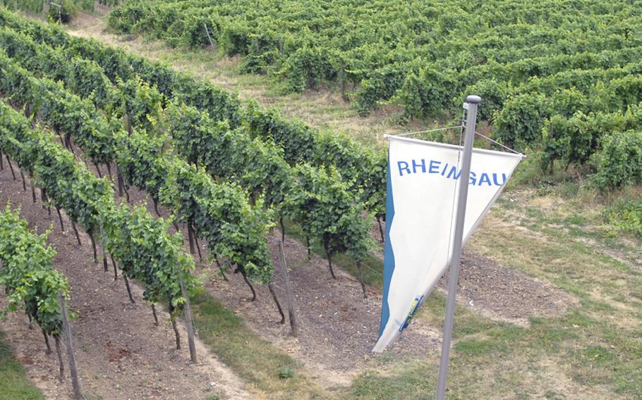 Views of the surrounding vineyards are visible from the top of the watchtower or from the bench seats at the Flörsheimer Warte.