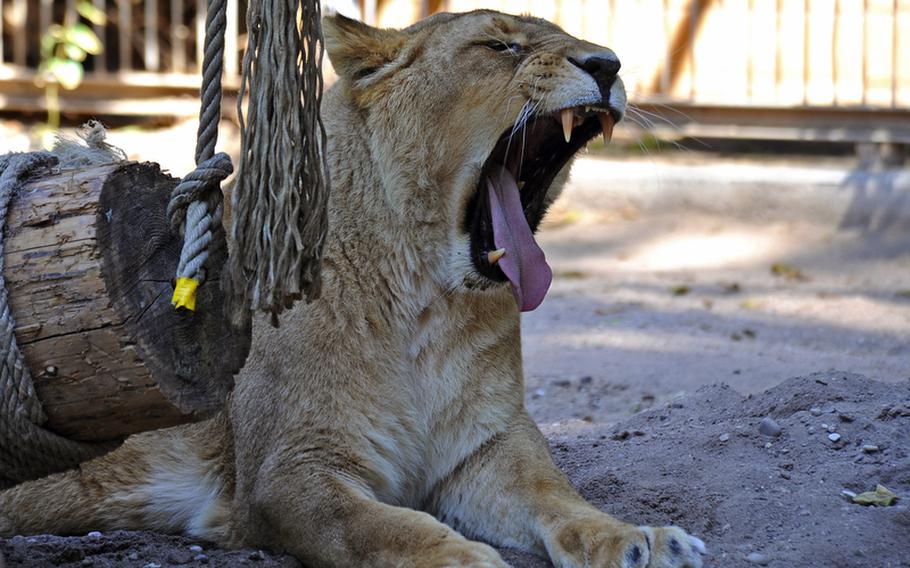 A lioness has a big yawn as she watches humans watch her at the Heidelberg Zoo.