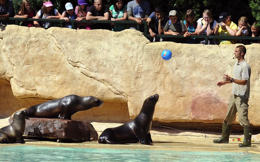 Visitors to the Heidelberg Zoo watch the daily feeding - and playing - in the sea lions&#39; enclosure. It is one of the most popular events at the zoo.