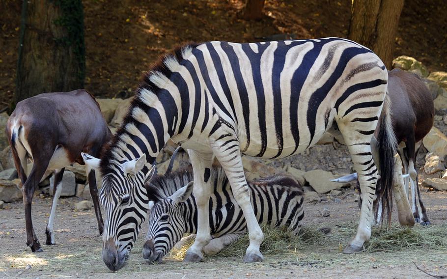A zebra and her foal feed with a pair of blesbok antelope in their enclosure at the Heidelberg Zoo.