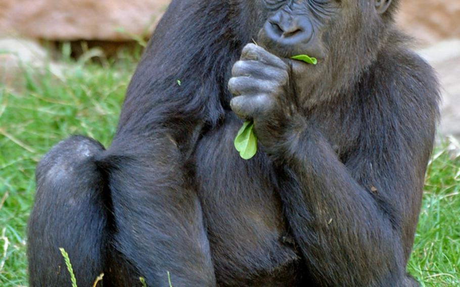 An adolescent gorilla feeds at the Heidelberg Zoo.