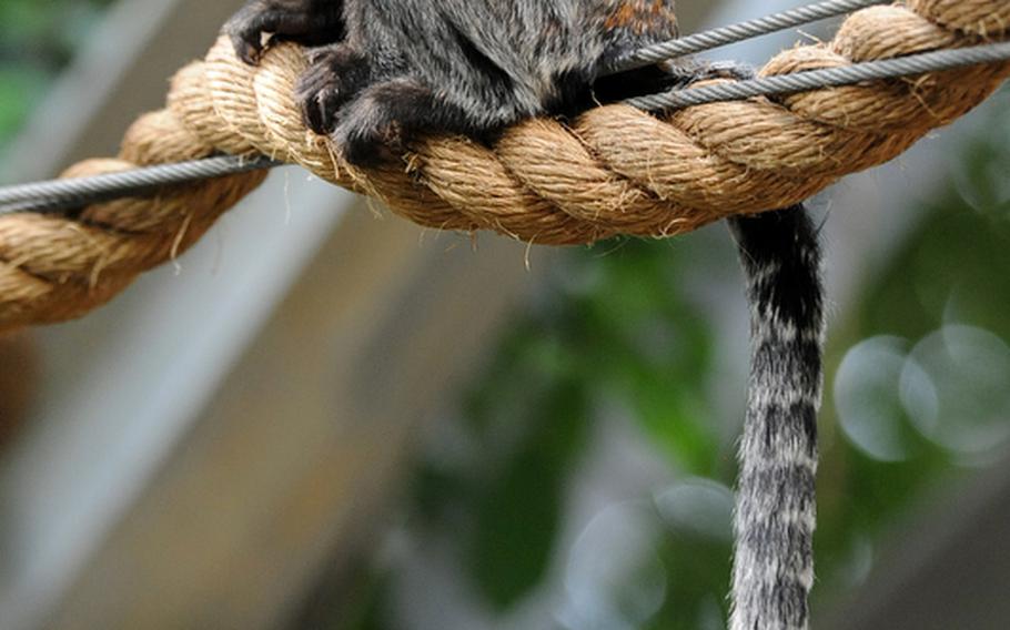 A white fronted marmoset sits on a rope high over the heads of visitors to the ape house at the Heidelberg Zoo. The marmosets run free inside the enclosure. The ape house features chimps, gorillas, orangutans and smattering of other little monkeys like the marmoset.