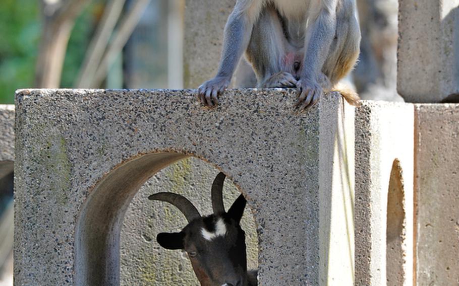 Rhesus macaques and goats share an enclosure at the Heidelberg Zoo. Here a macaque watches his brethren, while a goat takes advantage of the shade.