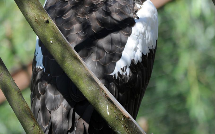 A Steller's sea eagle watches visitors at the Heidelberg Zoo. Its habitat is normally on Russia's Pacific coast.