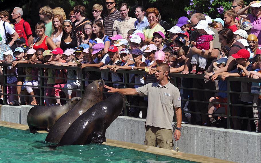 Visitors to the Heidelberg Zoo watch the daily feeding - and playing - in the sea lions' enclosure. It is one of the most popular events at the zoo.