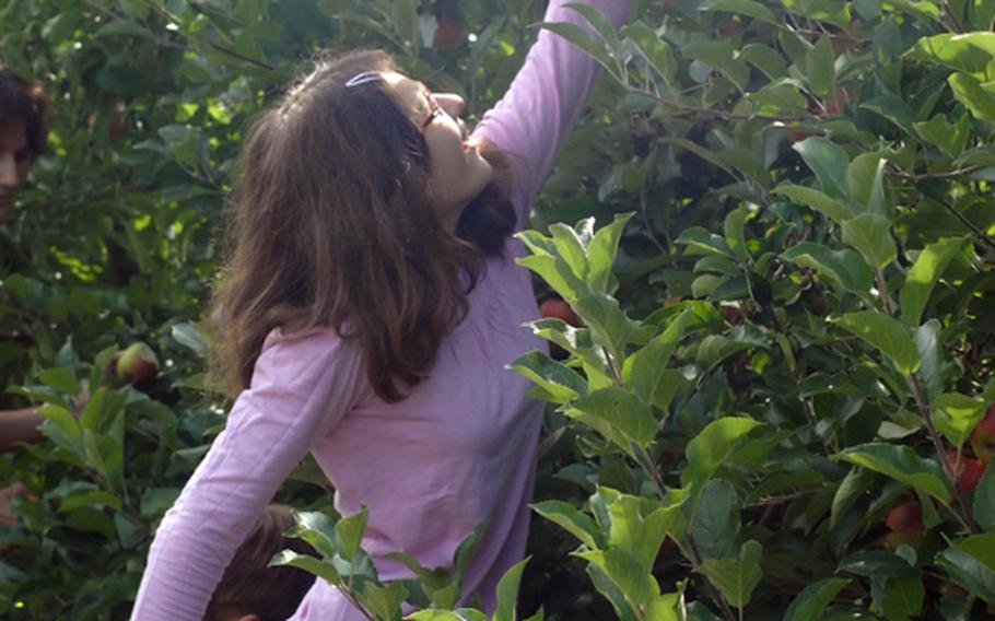 A girl reaches up after spotting the apple she wants at the Appel Happel farm near Mainz, Germany.  Every year from the end of August to Oct. 31, Appel Happel opens its gates to visitors wanting the opportunity to pick apples and pears from the farm's trees.