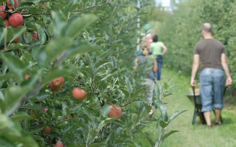 Appel Happel is a family-owned farm near Mainz, Germany, that allows customers to grab a wheelbarrow and spend some time strolling through its orchards to pick apples and pears.