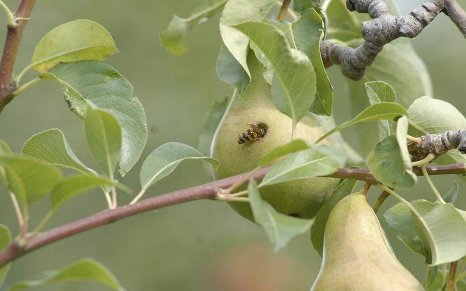 A bee is caught enjoying the fresh fruit at the Appel Happel farm near Mainz, Germany.