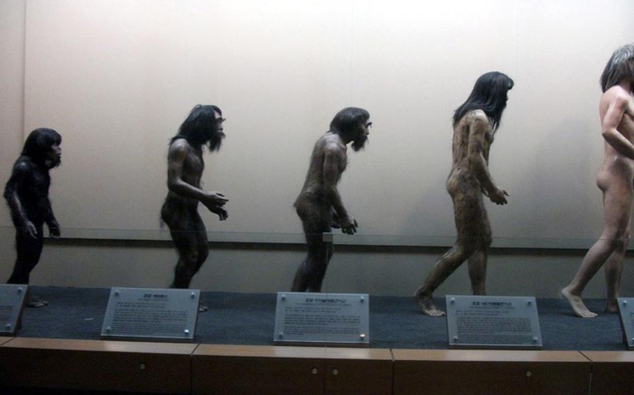Learn about human evolution in the Life Evolution Hall in Seoul's Seodaemun Museum of Natural History.