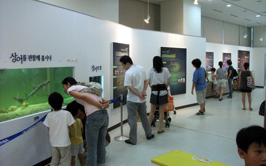 Visitors learn all about the fish found in the Han River at the Seodaemun Museum of Natural History in Seoul.