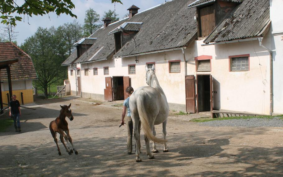 A young colt asserts its independence while being taken for a walk at Svrzno stables near Hostoun. During World War II, Nazis used the stables as a holding area for horses. The horses were freed by U.S. troops and sympathetic Germans.