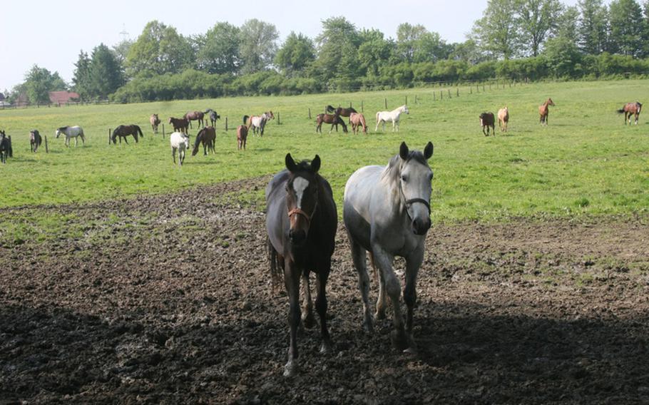 A group of horses graze in a pasture near the Svrzno stables near Hostoun. The current stable has no offspring of the Lipizzaner mares and foals that were kept there during the war.