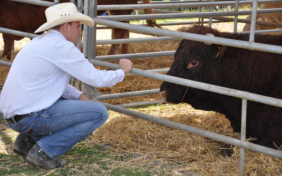 Julian Sauerschnig, 30, of Munich, Germany,  stops to chat with a bull during a recent rodeo  in Russheim, Germany.