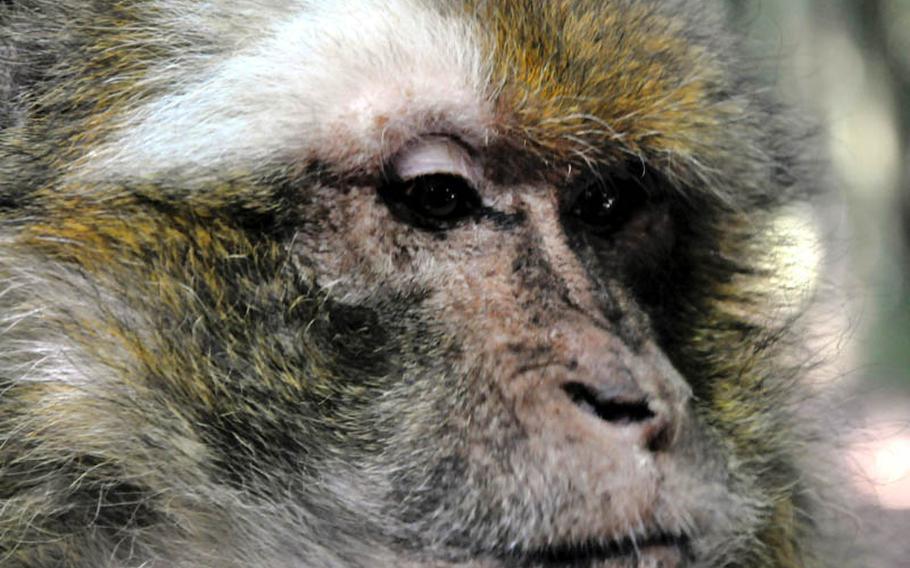 An old Barbary macaque rests in the shade on Affenberg Salem, Germany. The monkey is a member of more than 200 monkeys who live in the protected enclosure there.