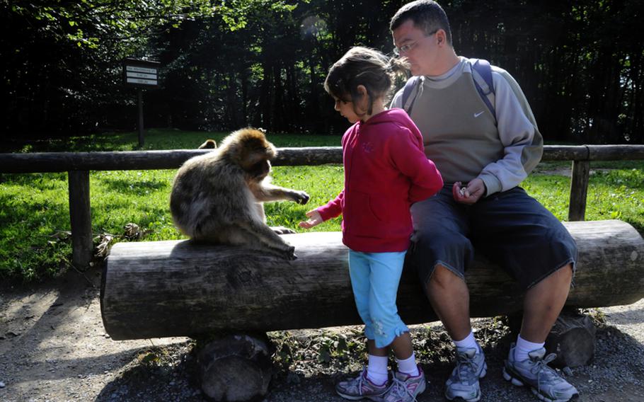 Anna Barse, 6, and her father, Brian Barse, feed a Barbary macaque in Affenberg Salem, Germany. Affenberg is an enclosure on the top of a foothill in southern Germany where endangered Barbary macaque monkeys are kept.