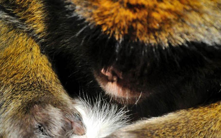 A Barbary macaque grooms itself inside the enclosure in Affenberg Salem, Germany. Barbary macaques have short, almost nonexistent tails and this has misled people to think they are apes, but they are in fact monkeys.