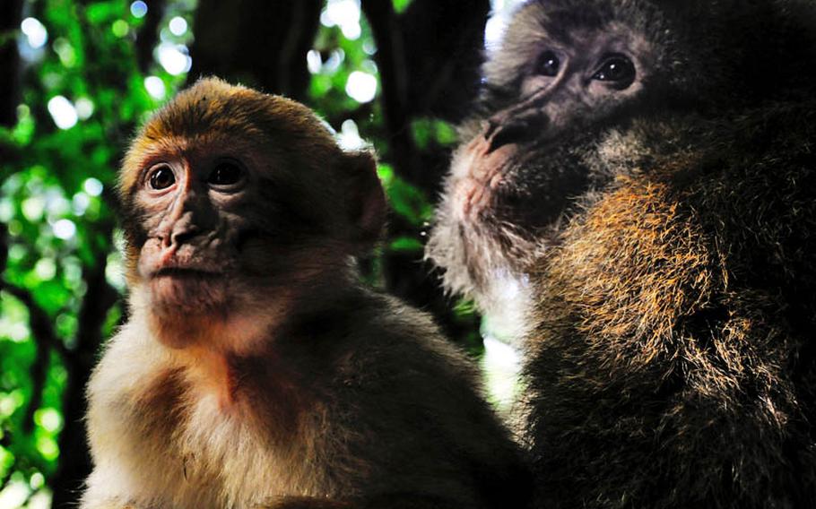 A young Barbary macaque and its mother watch tourists in the monkey refuge of Affenberg Salem, Germany. The monkeys are listed as endangered by the International Union for Conservation.